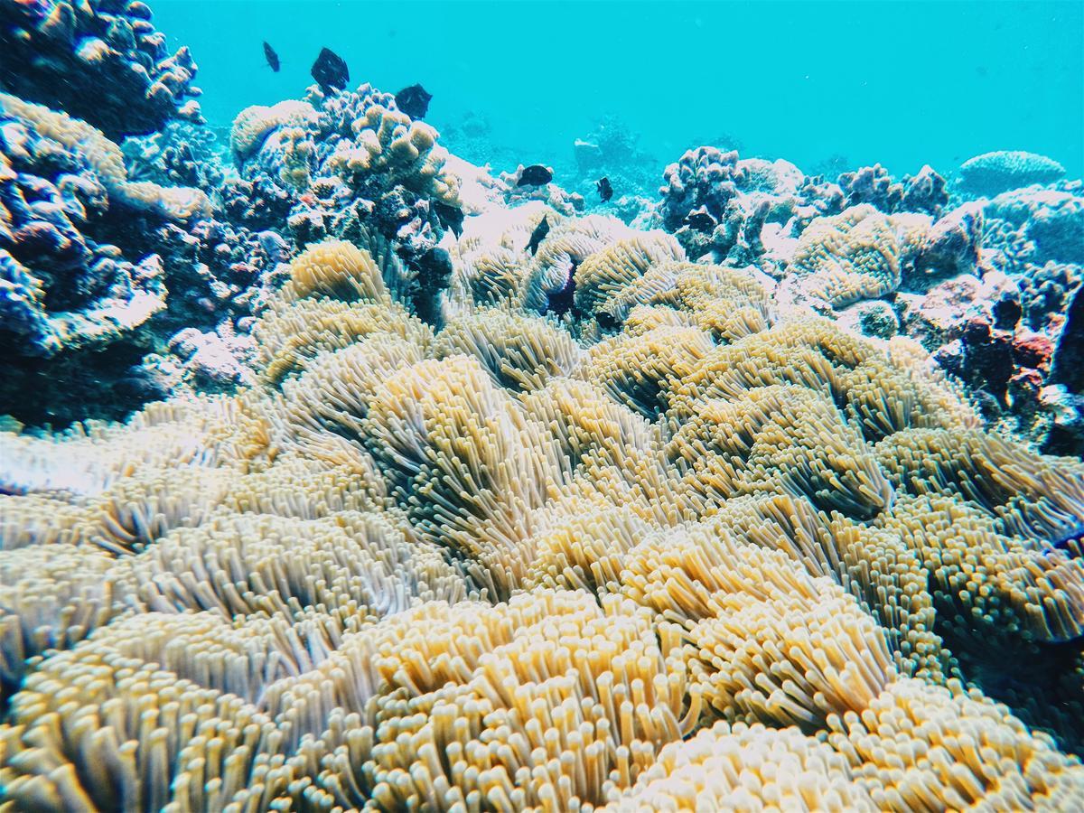 Smera Grand ماميغيلي المظهر الخارجي الصورة